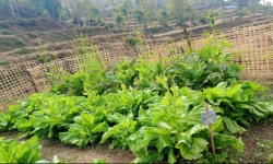 Registration of local Rayo in Okhaldhunga 